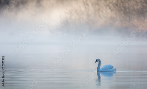 Cygne sur l eau