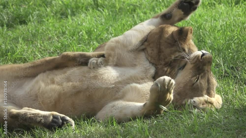 Two young lions playing in super slow motion Two young lions playing in super slow motion