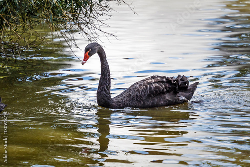 Fototapeta Naklejka Na Ścianę i Meble -  black swan in the river