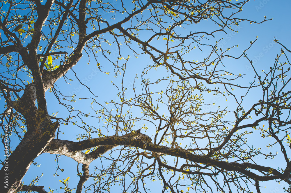 Autumn tree branch background. Autumn tree branch background.