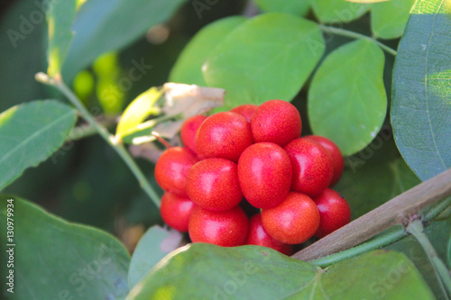 Tiliacora triandra or Thailand call Bai ya nang leaf and fruit photo