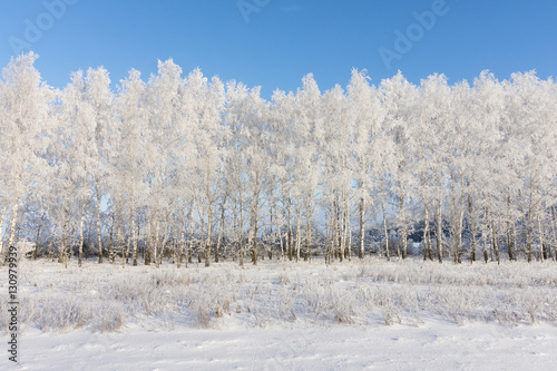  birch grove in winter