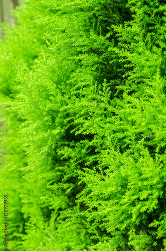 Close up pine leaves background