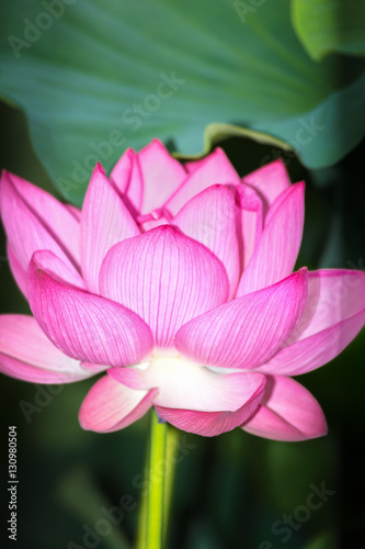 The Lotus Flower.Background is the lotus leaf.The shooting place is Shinobazunoike in Ueno Park in Ueno  Taito-ku  Tokyo Japan.