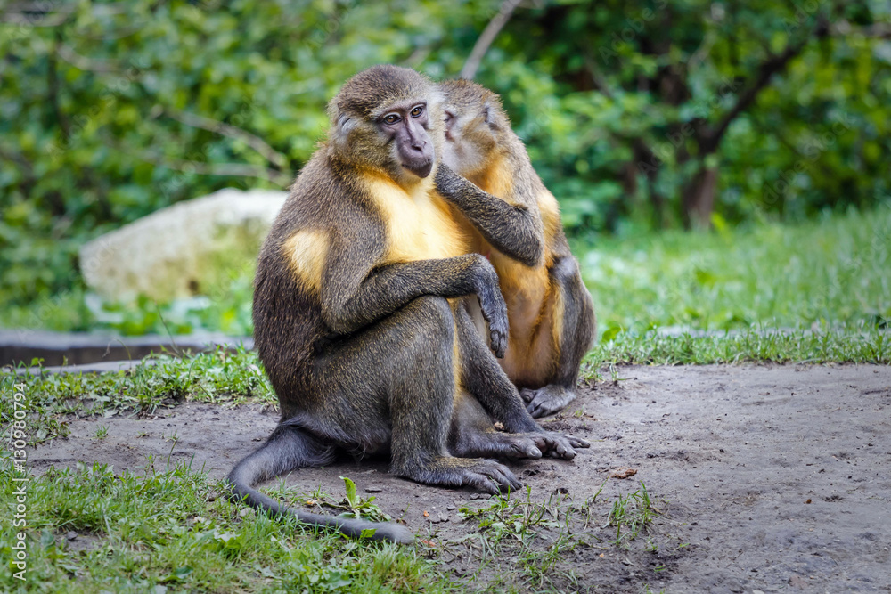 Golden-bellied mangabey in zoo