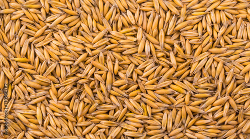 natural oat grains background