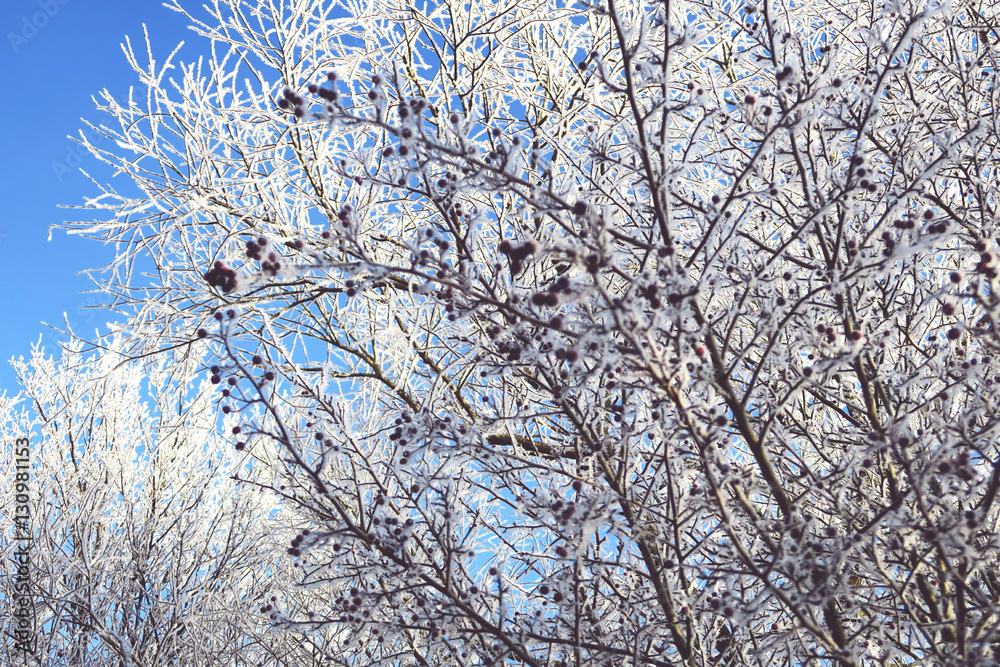trees with rime frost crystals in winter time trees with rime frost crystals in winter time