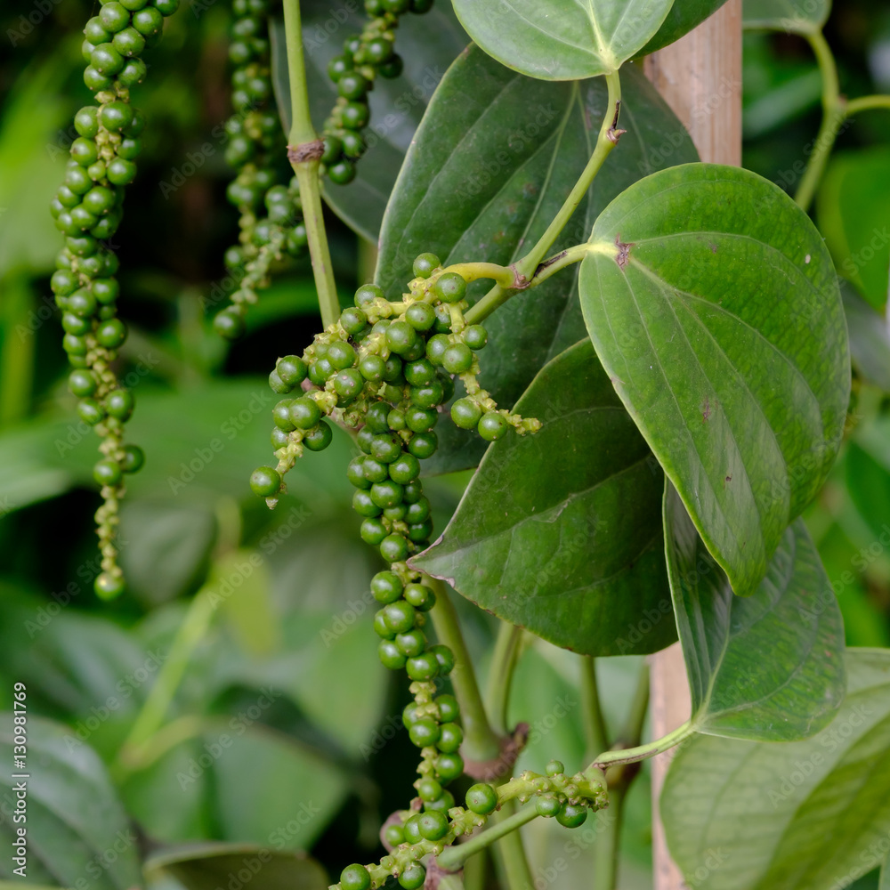 Fresh Piper nigrum on its tree Fresh Piper nigrum on its tree