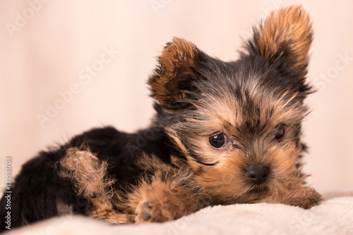 Beautiful puppy Yorkshire Terrier posing