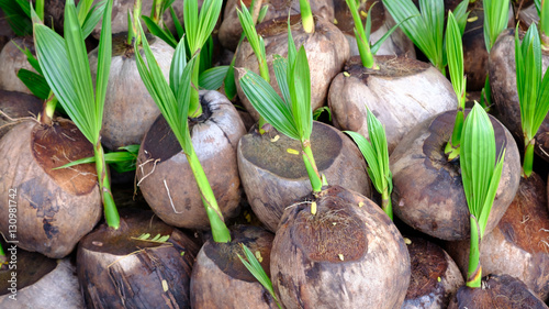 Obraz na plátně Sprout of coconut tree