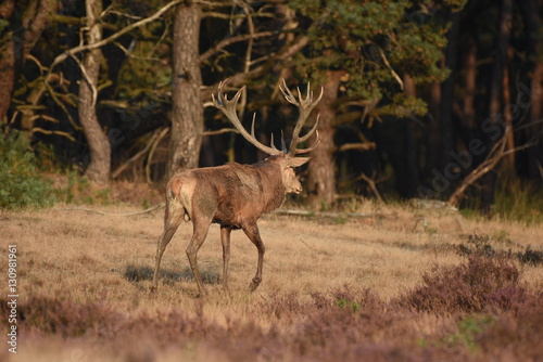 Couple of red deers with does and buck on moorland on National Park Hoge Veluwe in September.