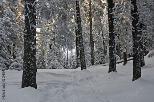 Winter transylvanian forest