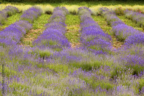 Lavander field