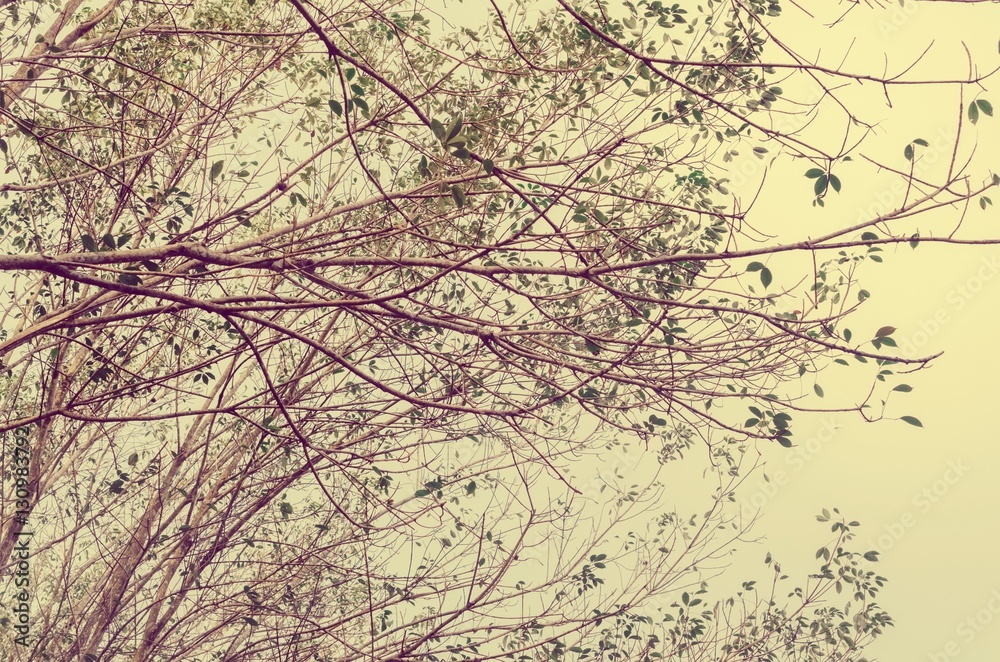 Nature autumn tree branch on sky abstract background. Nature autumn tree branch on sky abstract background.