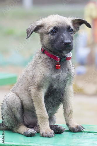 A tiny puppy of Belgian shepherd "Malinois" sitting on a Park be