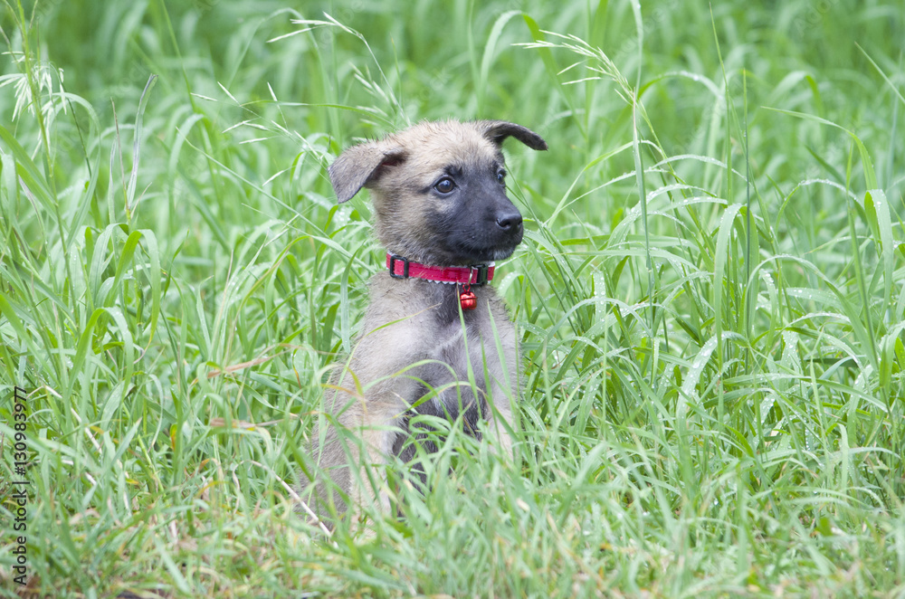 A tiny puppy of Belgian shepherd 