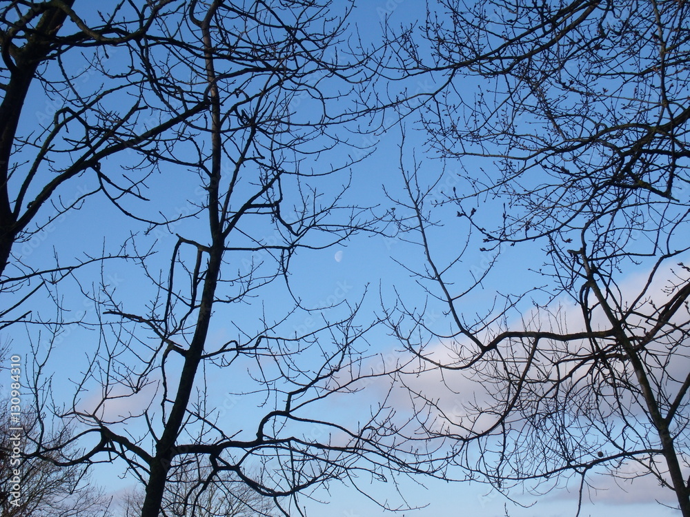 Obraz premium Zweige vor Himmel mit Wolken
