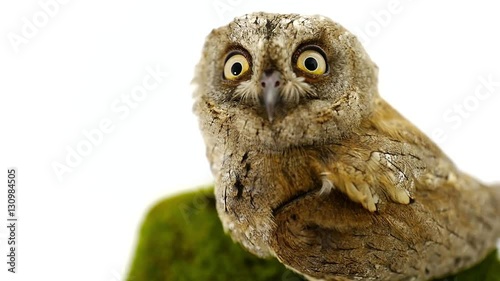European scops owl on white screen photo