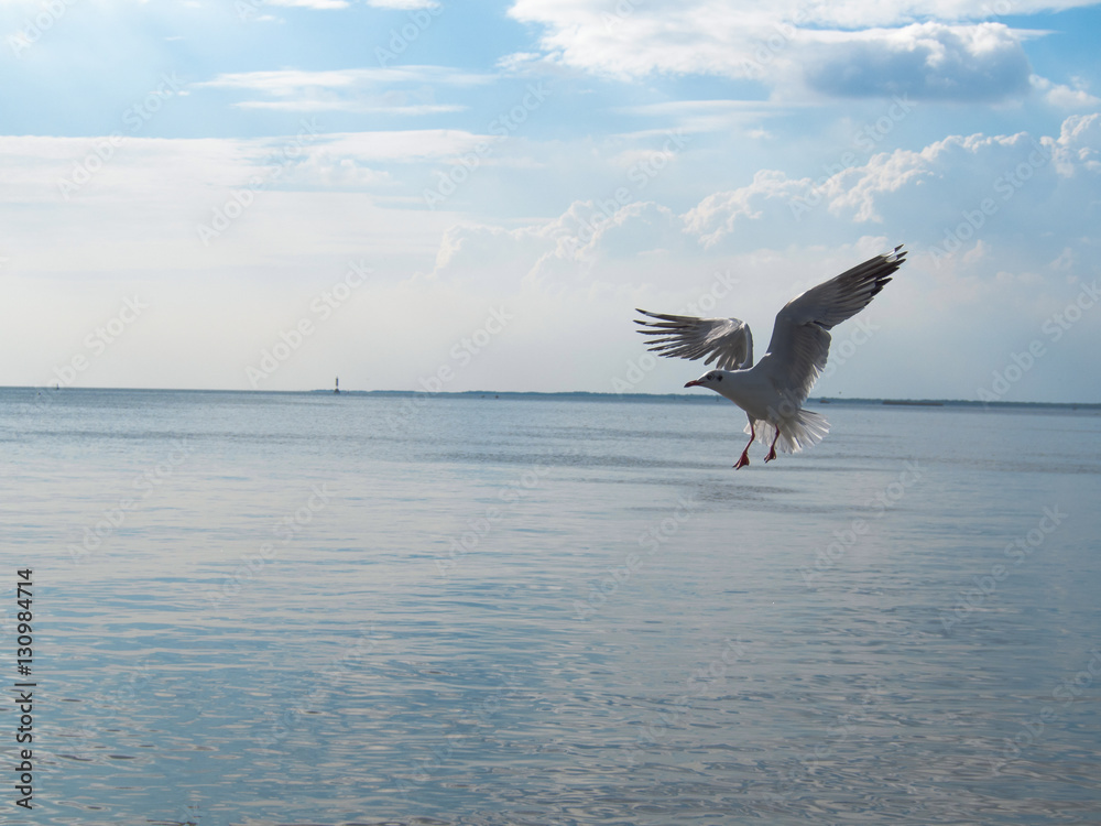 Naklejka premium Seagull Flying