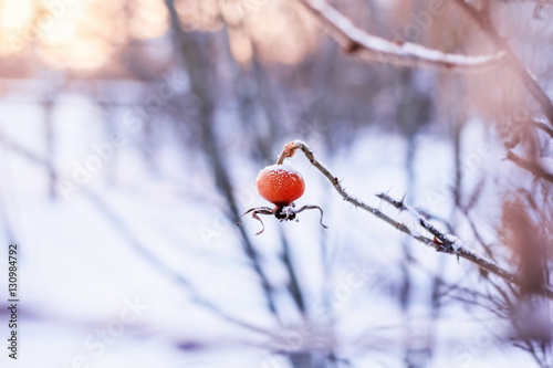 Little berry rosehip in winter