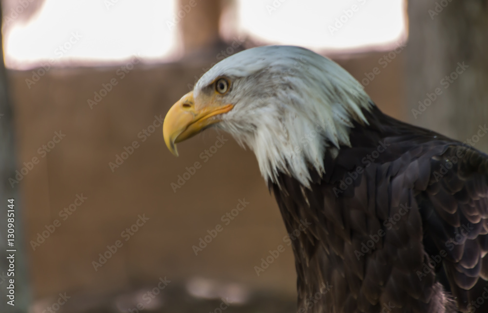 El águila pensativa