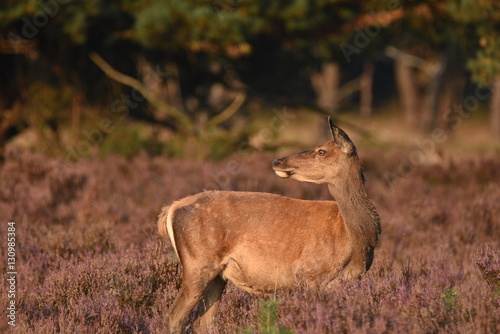Fototapeta Naklejka Na Ścianę i Meble -  Couple of red deers with does and buck on moorland on National Park Hoge Veluwe in September.