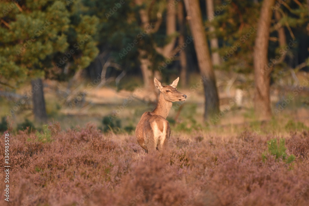 Couple of red deers with does and buck on moorland on National Park Hoge Veluwe in September. Couple of red deers with does and buck on moorland on National Park Hoge Veluwe in September.