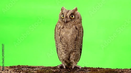 European scops owl on green screen photo