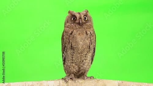 European scops owl on green screen photo