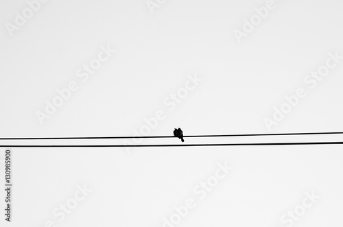 telin üzerinde bir çift kuş silueti photo