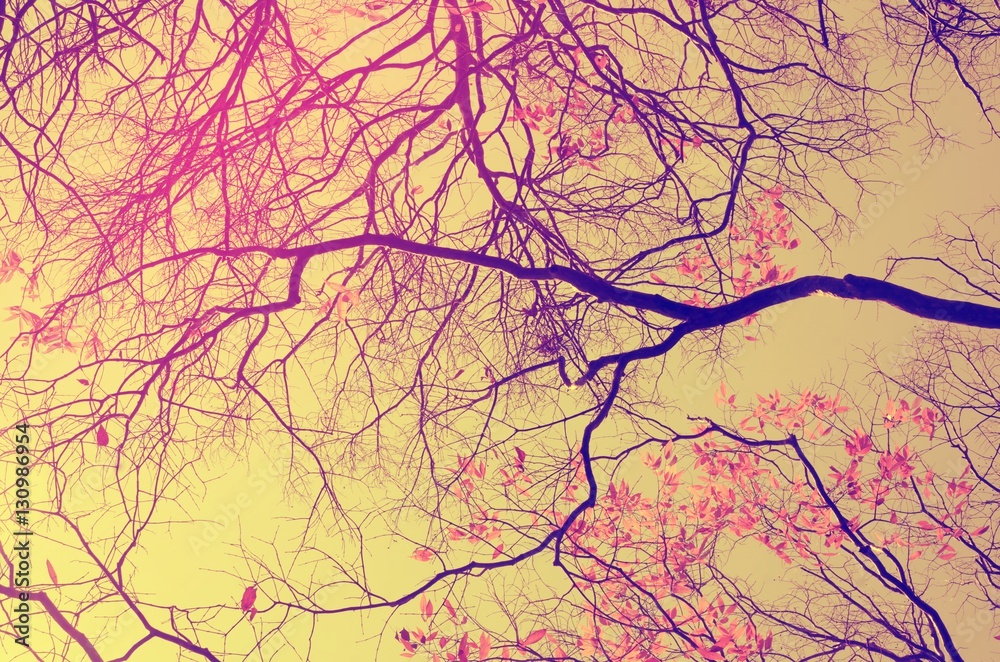 Nature autumn tree branch on sky abstract background. Nature autumn tree branch on sky abstract background.