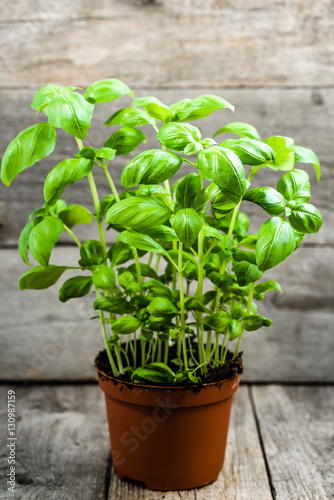 Potted basil, fresh, green herbs of italian cuisine, aromatic spice on wooden background