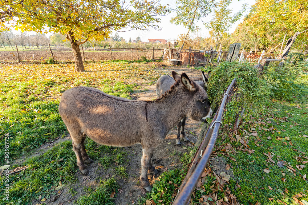 Fototapeta premium two donkeys in the yard