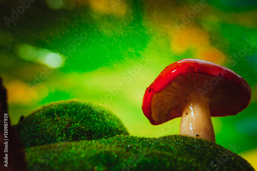 fresh mushroom russula white stalk grows on moss photo