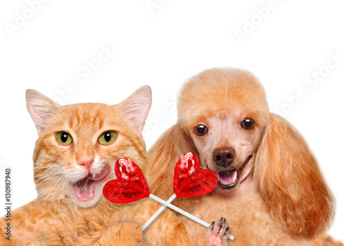 Fototapeta Naklejka Na Ścianę i Meble -  Cat and dog  holding in paws sweet tasty lollipop in the shape of heart. Isolated on a white .