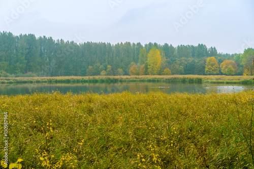 Yellow autumn reed bed surrounding a tranquil lake