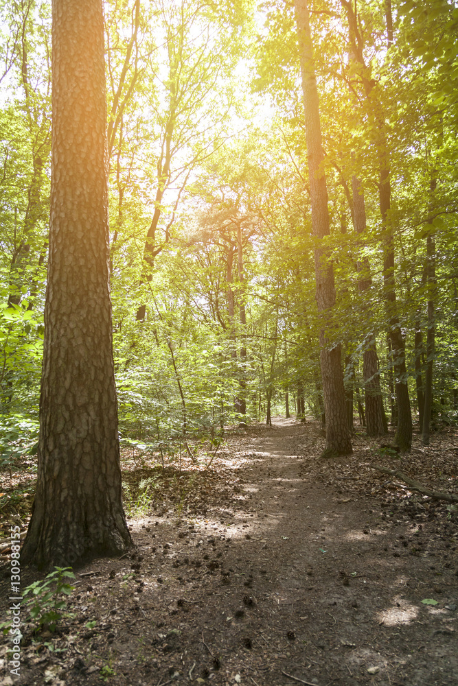 Sonnenlicht im Wald