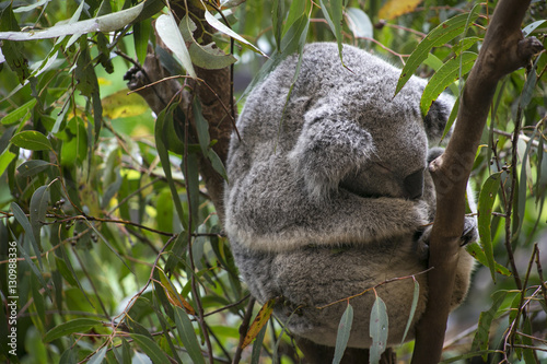 Koala in Gumtree © Kylie Ellway