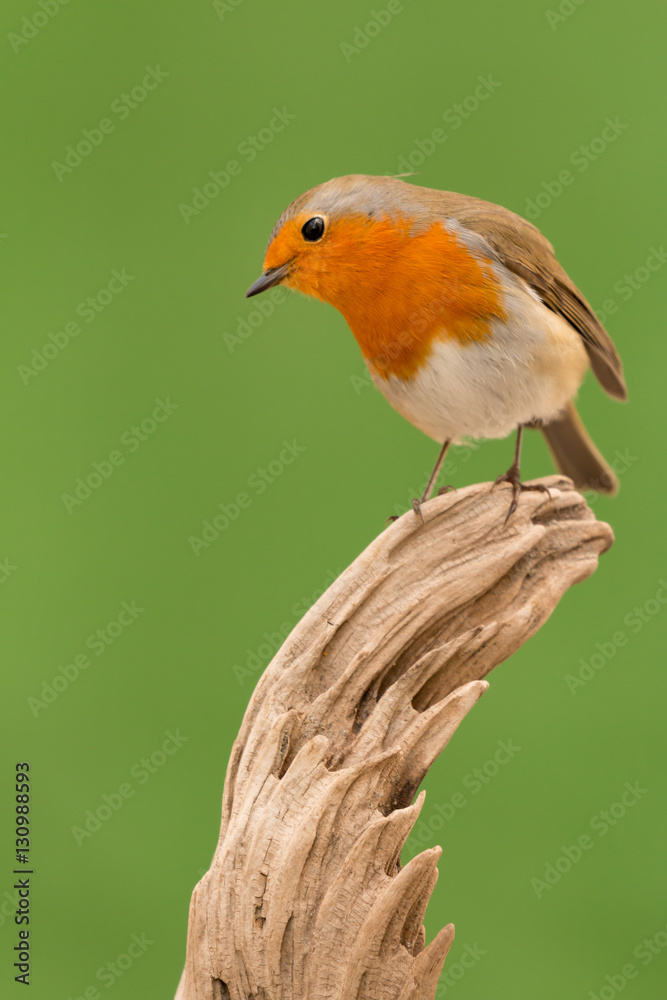 Fototapeta premium Beautiful small bird