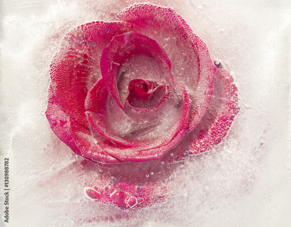 Fototapeta premium frozen flora - rose