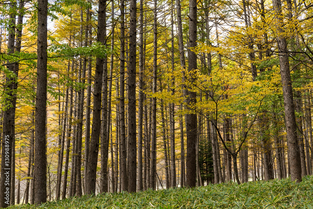 Fototapeta premium Las w jesieni