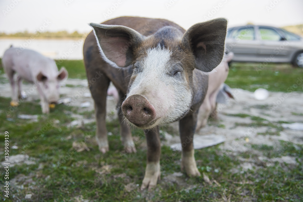 Fototapeta premium Funny little baby pigs grazing the grass on an open field and running around