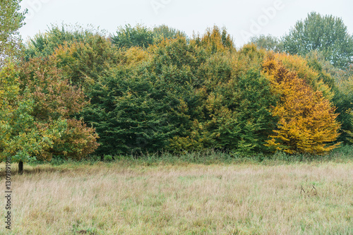 Dense autumn woodland with colorful trees
