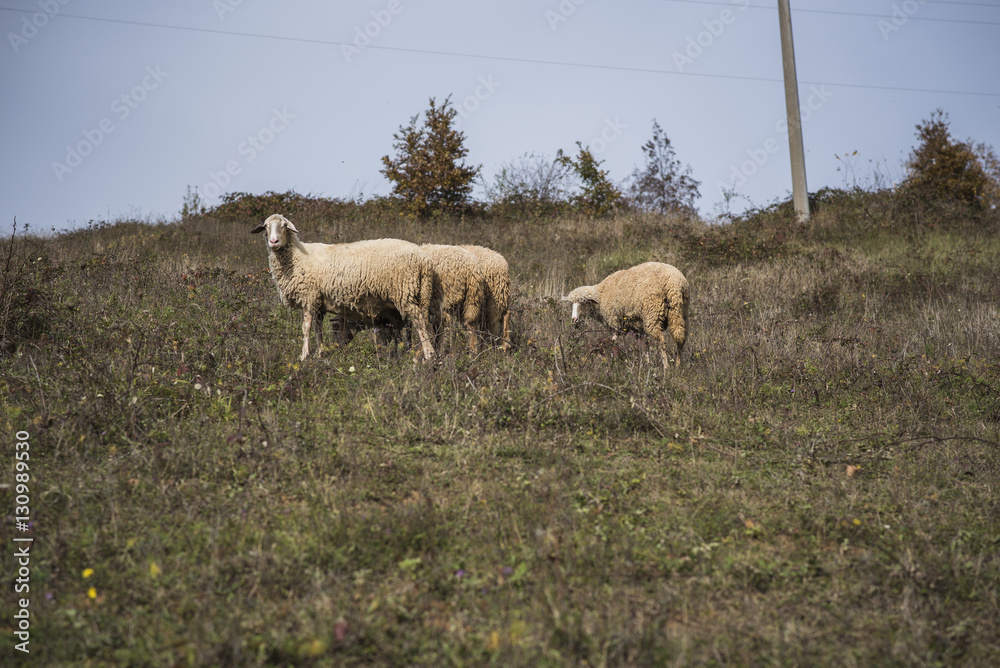 Obraz premium Domestic herd of sheep grazing grass in a field on a mountain