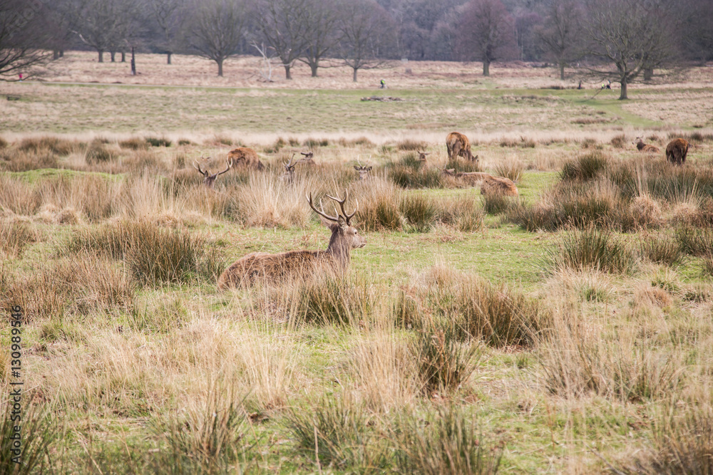 Deers roaming free in the outdoors park Deers roaming free in the outdoors park