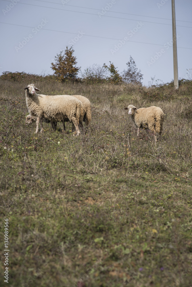 Fototapeta premium Domestic herd of sheep grazing grass in a field on a mountain