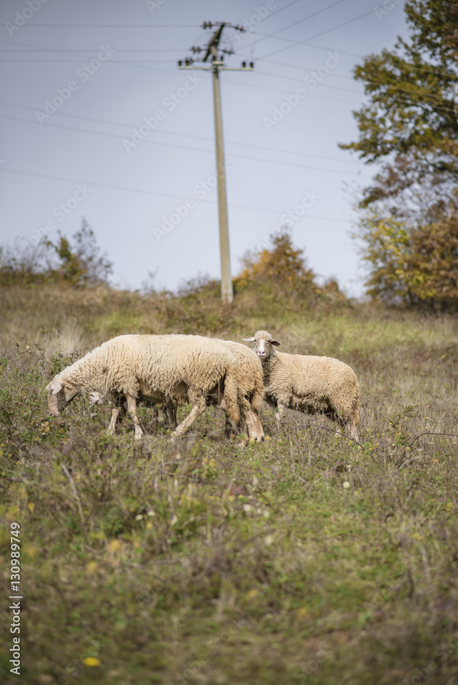 Obraz premium Domestic herd of sheep grazing grass in a field on a mountain