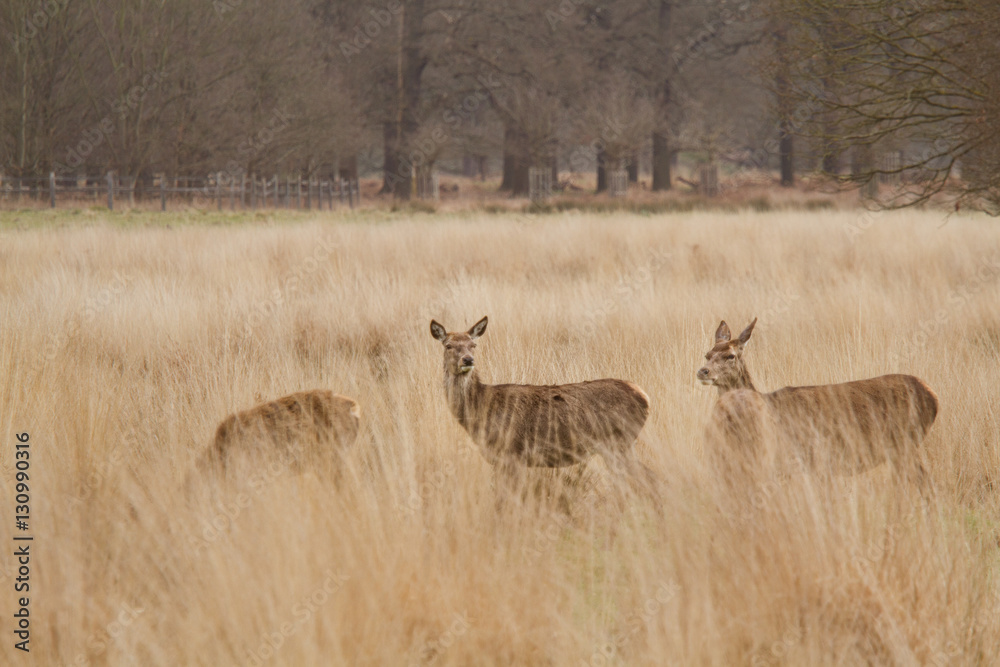 Fototapeta premium Deers roaming free in the outdoors park