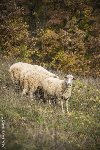 Domestic sheep grazing the grass on a grassy field