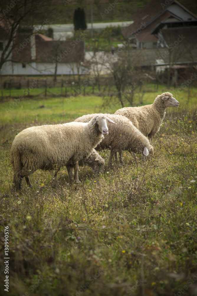 Domestic sheep grazing the grass on a grassy field Domestic sheep grazing the grass on a grassy field